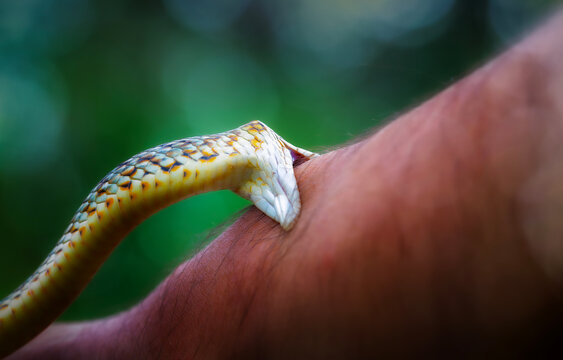 Largest snake species in europe. The Caspian whipsnake. Dolichophis caspius