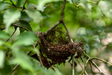 Empty bird's nest on tree