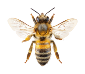 PNG Bubble bee background white photography.