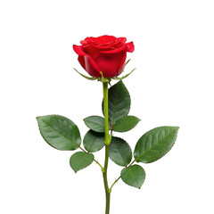 Obraz premium Red rose isolated on transparent background