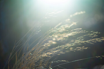 Obraz premium Ethereal Sunlit Dry Grass with Soft Golden Bokeh and Backlight