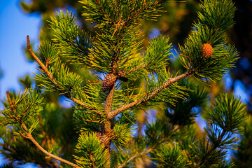 Close-up of Green Pine Tree Branches with Cones under Clear Blue Sky in Warm Sunlight