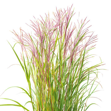 Switchgrass Panicum virgatum on transparent background