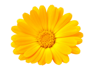 Vibrant orange daisy-like flower with detailed center and ruffled petals