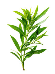 Fototapeta premium Fresh green leaves branch isolated on transparent background