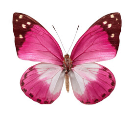 PNG Pink butterfly photography colorful vibrant.