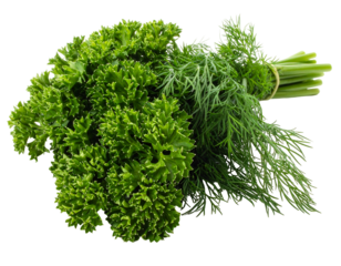 A tied bunch of fresh curly parsley and feathery dill herbs