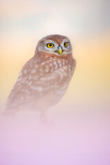 Obraz premium A striking and magnificent owl with captivating colors. An impressive and wonderful background. Little owl.