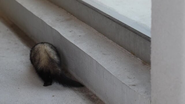 Domesticated dark sable ferret mustela putorius running through modern apartment