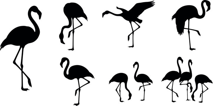 Collection of flamingo silhouettes in various poses