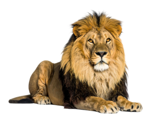 Majestic male lion with a full mane reclines, front paws forward, eyes gazing ahead