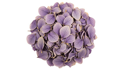 Purple flower head isolated on transparent background