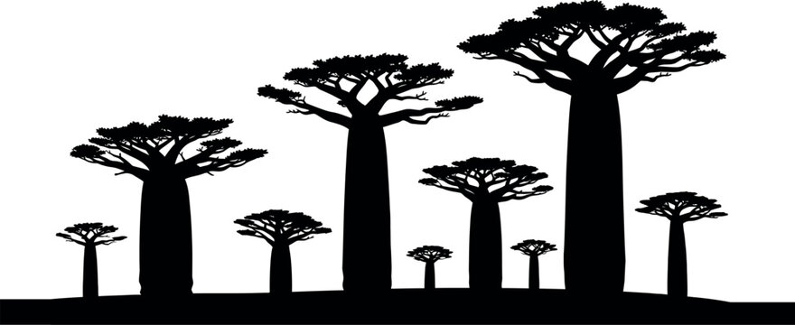Silhouette of baobab trees against a white background