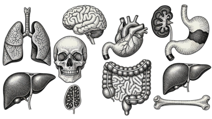 Human Anatomy Organs Vintage Engraving Illustration Set