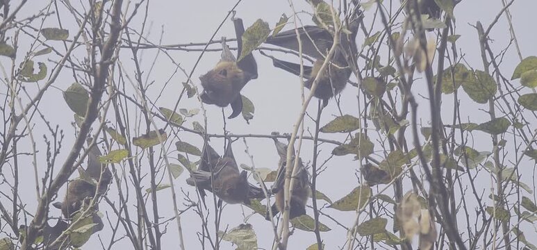 Eerie bats perched on bare branches of a leafless tree