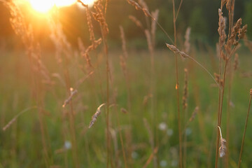 Abstract warm landscape of wildflower grass meadow on warm golden hour sunset or sunrise time. Tranquil summer or early fall nature field background. Soft golden hour sunlight panoramic countryside
