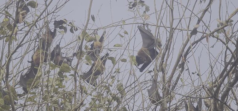 Eerie bats perched on bare branches of a leafless tree
