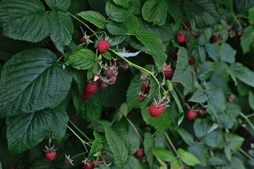 a close up of branches with Ripe Red Raspberries on a Bush