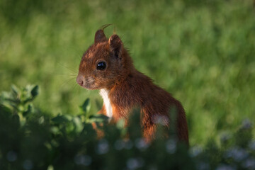 Red Squirrel Sitting in Green Grass