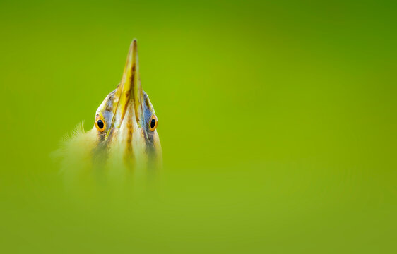 One of nature's most interesting birds. Nature background. Eurasian Bittern. Botaurus stellaris.