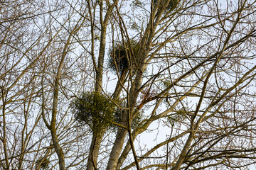 sunset in the forest