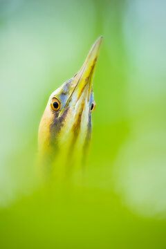 One of nature's most interesting birds. Nature background. Eurasian Bittern. Botaurus stellaris.