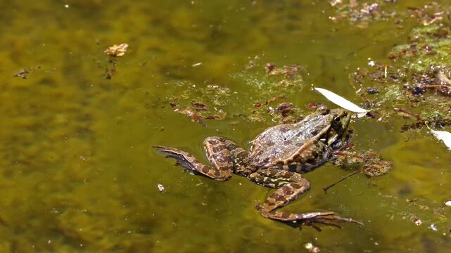 Common frog, Rana temporaria, single reptile croaking in water, also known as the European common frog or European grass frog is a semi-aquatic amphibian of the family Ranidae 