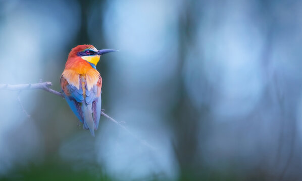 Colorful bird. nature background. Bird: European Bee eater. Merops apiaster.
