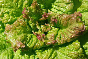 Obraz premium Green red lettuce lollo rosso leaves top view, motion camera turning. Food background rotating. Greengrocer's stall. Fresh organic zero-carbon radicchio On The Street Market. Vegetable salad backdrop