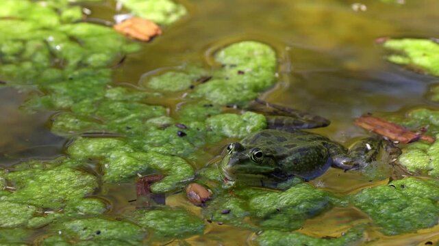 Common frog, Rana temporaria, single reptile croaking in water, also known as the European common frog or European grass frog is a semi-aquatic amphibian of the family Ranidae 