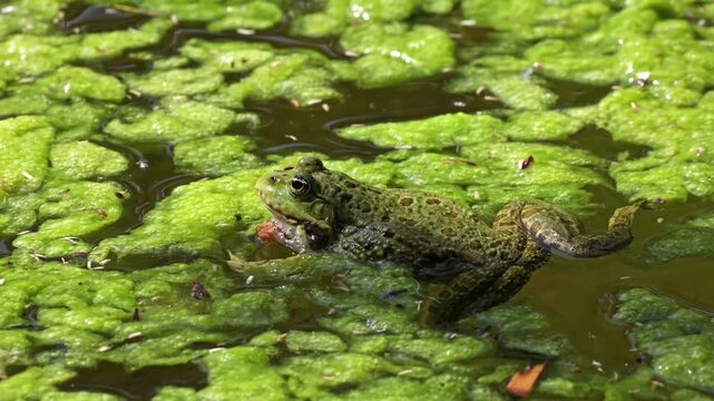 Common frog, Rana temporaria, single reptile croaking in water, also known as the European common frog or European grass frog is a semi-aquatic amphibian of the family Ranidae 