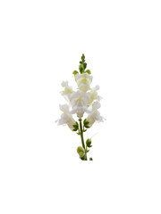 White flower isolated on transparent background with green stem and leaves
