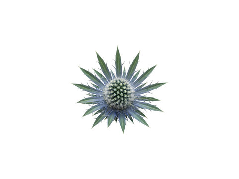 A blurry image of a sea urchin isolated on transparent background