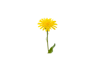 A bright yellow dandelion flower isolated on transparent background
