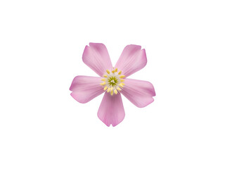 Obraz premium A delicate pink flower isolated on transparent background with yellow center