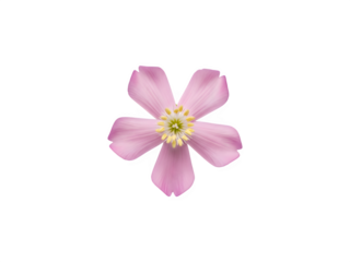 A delicate pink flower isolated on transparent background with yellow center