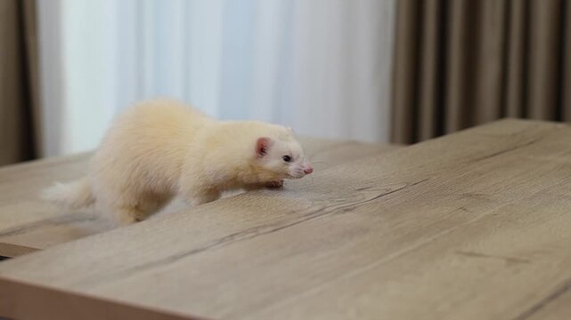 Domesticated dew color ferret mustela putorius running through modern apartment
