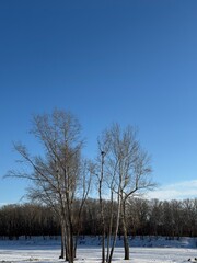 A serene winter landscape under bright sun: snow-covered field with tire tracks, bare trees in the foreground, dense forest in the background, clear blue sky. Peaceful, crisp winter day.