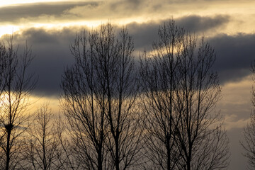 Fototapeta premium sunset in the forest