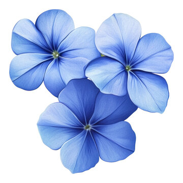 PNG 3 periwinkle blue flowers petals illustration decorative.