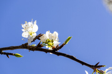 cherry blossom against blue