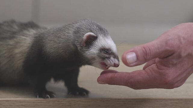 Domesticated couple of ferrets running through modern apartment