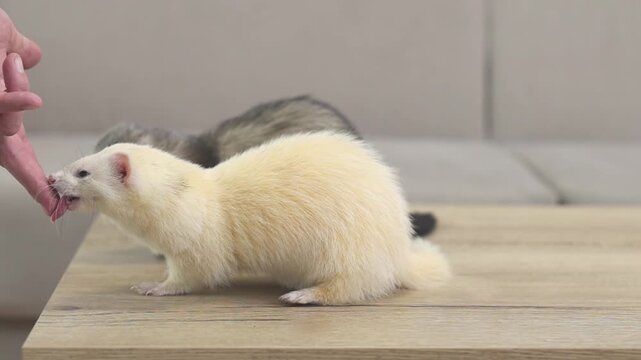 Domesticated couple of ferrets mustela putorius running through modern apartment