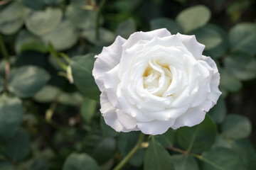 Beautiful rose in garden.