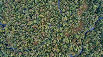 Top Down Aerial View of a Winding River Flowing Through a Lush Green Summer Forest