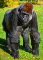 Gorillas are ground-dwelling, predominantly herbivorous apes that inhabit the forests of central Africa. The DNA of gorillas is highly similar to that of humans, from 95&ndash;99% 