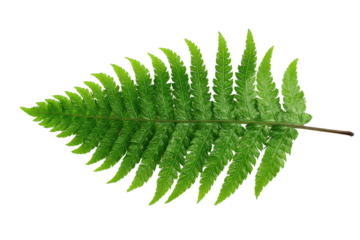 Single green fern frond with many delicate leaflets, natural curved rachis, visible midrib, and finely serrated leaflet edges isolated on transparent background.