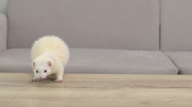 Domesticated dew color ferret mustela putorius running through modern apartment