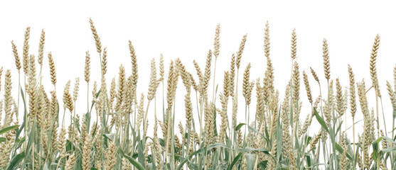 Fototapeta premium PNG Wheat landscape wheat nature field.
