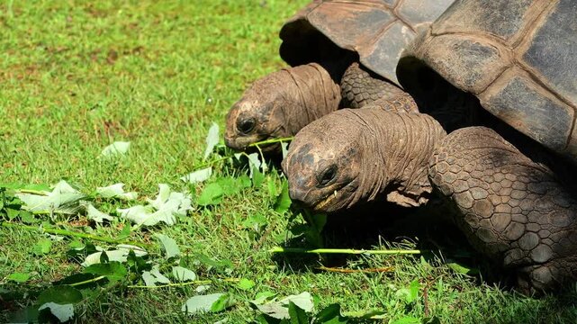 The Aldabra giant tortoise (Aldabrachelys gigantea) on Curieuse island (the site of a successful wild tortoise conservation program) of Praslin island in the Seychelles